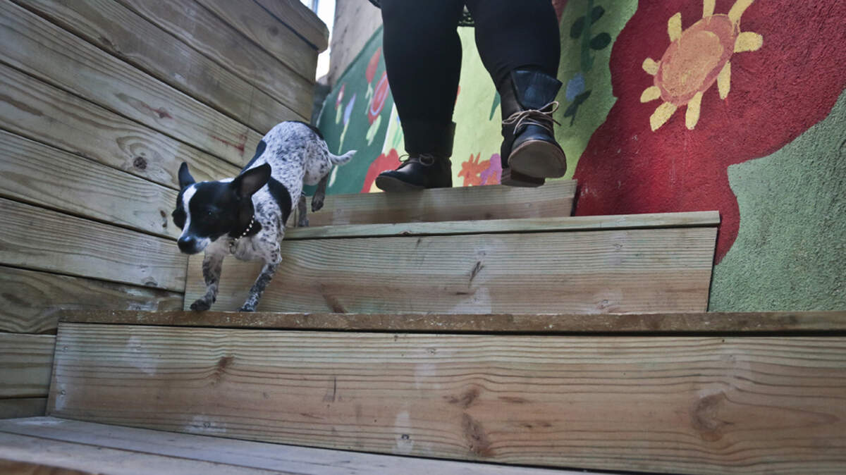 Pets are often used as means of control in domestic violence situations.