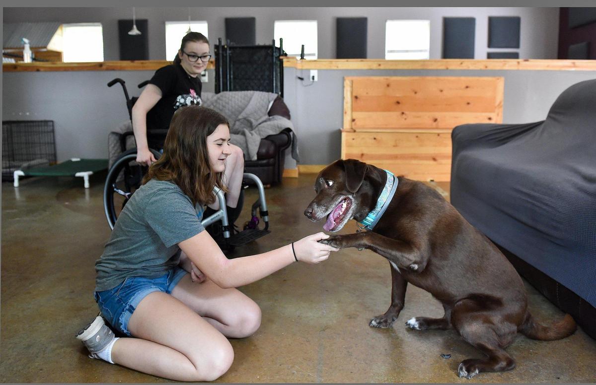Evie Tindell, 13, shakes the hand of Lola, an 8-year-old Labrador retriever, as 16-year-old Karissa Martin watches at Imagine FURever Ranch in Shawnee.