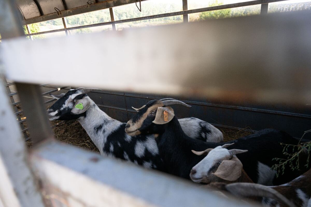 The fugitive goats were successfully captured and will go to the KC Pet Project’s main campus, where they will be put up for adoption if their owner doesn’t claim them.