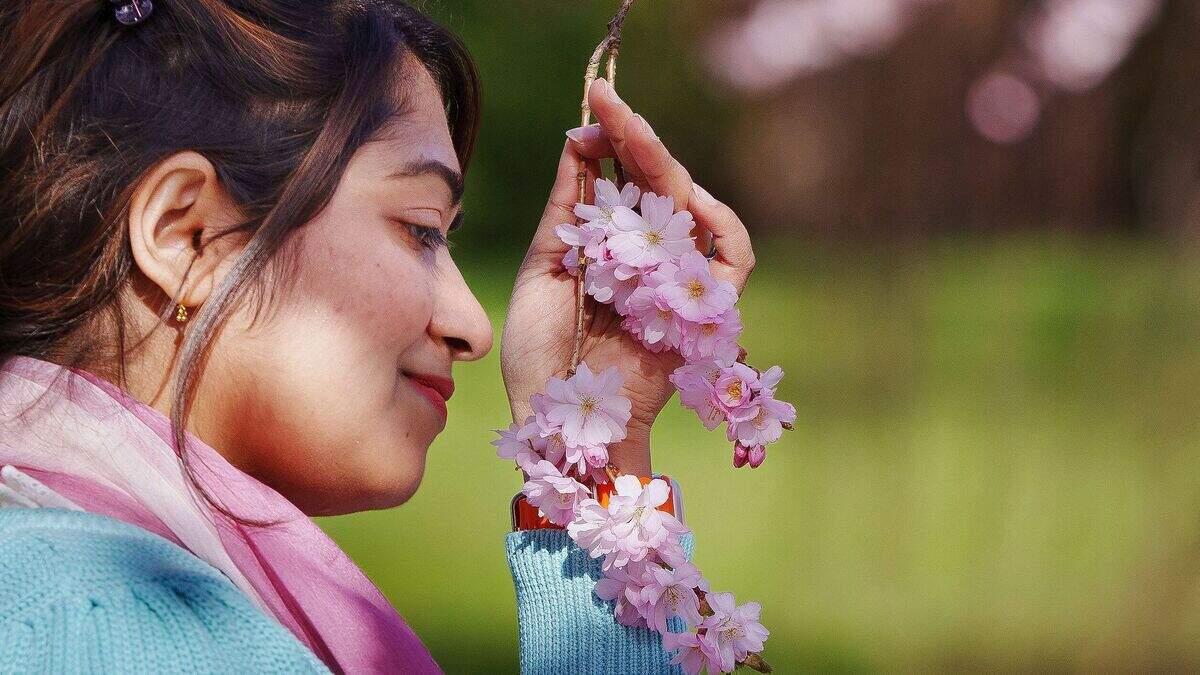 What is scent memory? Neuroscientists explain why a single smell can transport you back in time, triggering vivid emotion and detailed recall.