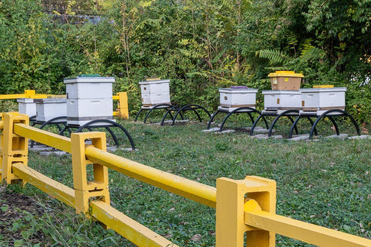 The beehives at MO Hives KC on Saturday, November 1, 2025, in Kansas City. The organization places beehives into empty lots in urban areas across the Kansas City metro area, is headquartered in a formerly vacant lot near Kansas City G.I.F.T., in the shadow of Highway 71.