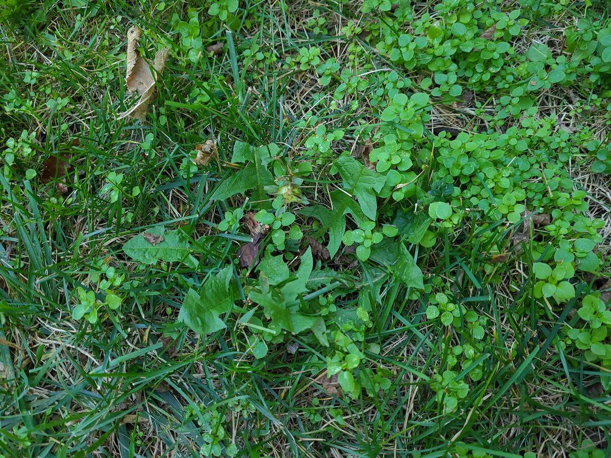 Chickweed and dandelions are the downfall of many a yard. Now is the time to get rid of them.