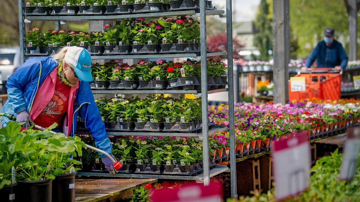 Employees, including Tricia Johnson at Family Tree Nursery in Overland Park were busy loading annuals and other freeze-sensitive plants onto carts April 19 in Kansas City. Texas is facing one of it’s worst droughts in years with more than half of the state facing abnormally high to exceptional conditions. 