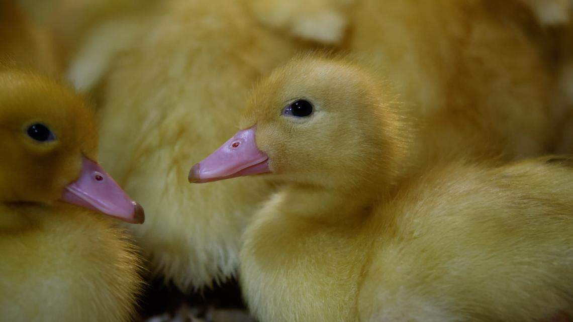 Nearly 500 Ducks Need Homes After California Sanctuary Rescue