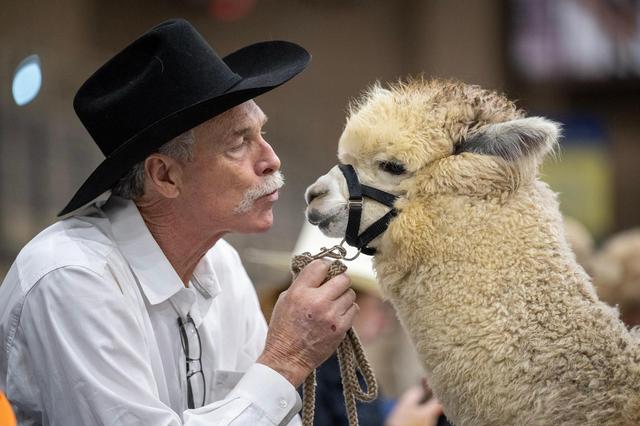 Dale Hoerl of Bucyrus, Kansas, sweet talks Dream Catcher, a rose grey alpaca, while waiting for a show class at the MOPACA Invitational Alpaca Show Friday at Hale Arena in Kansas City. Hoerl is with Alpacas of Moose Creek.