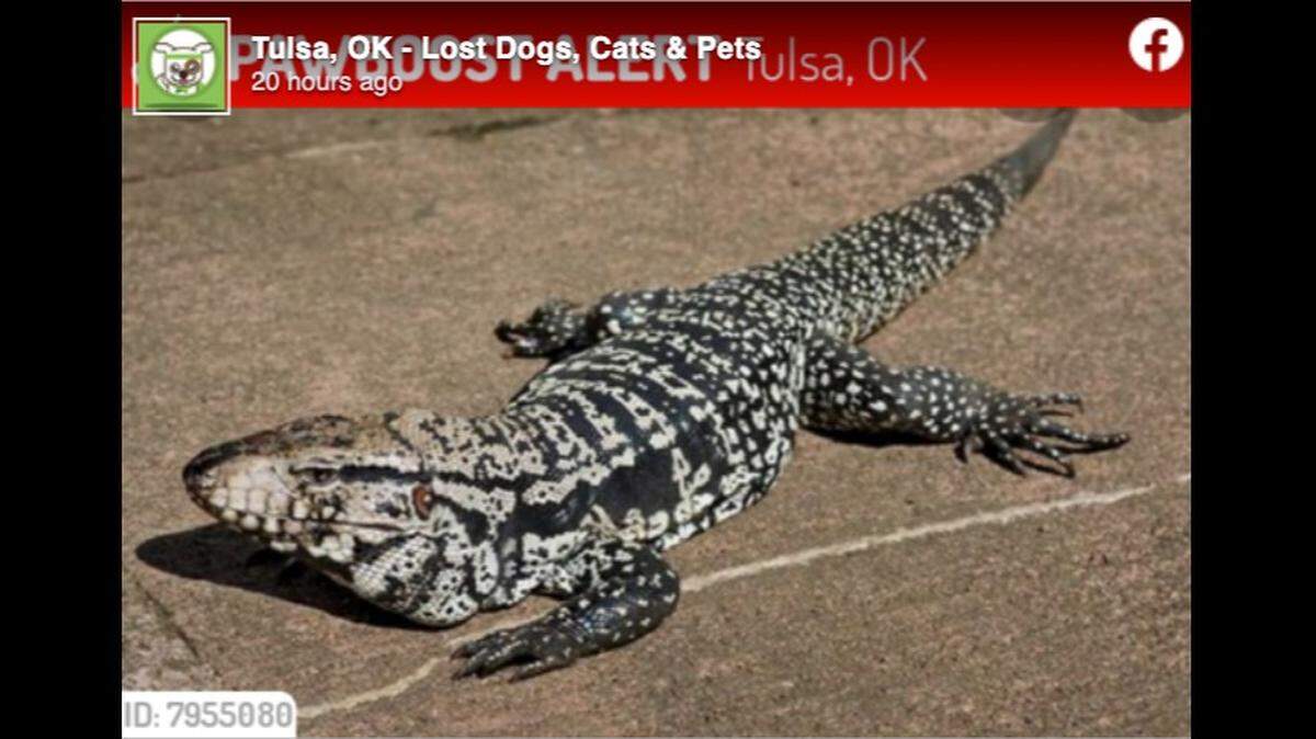 A 4-foot long lizard named Apu has been missing from his Oklahoma owner for nearly three weeks.