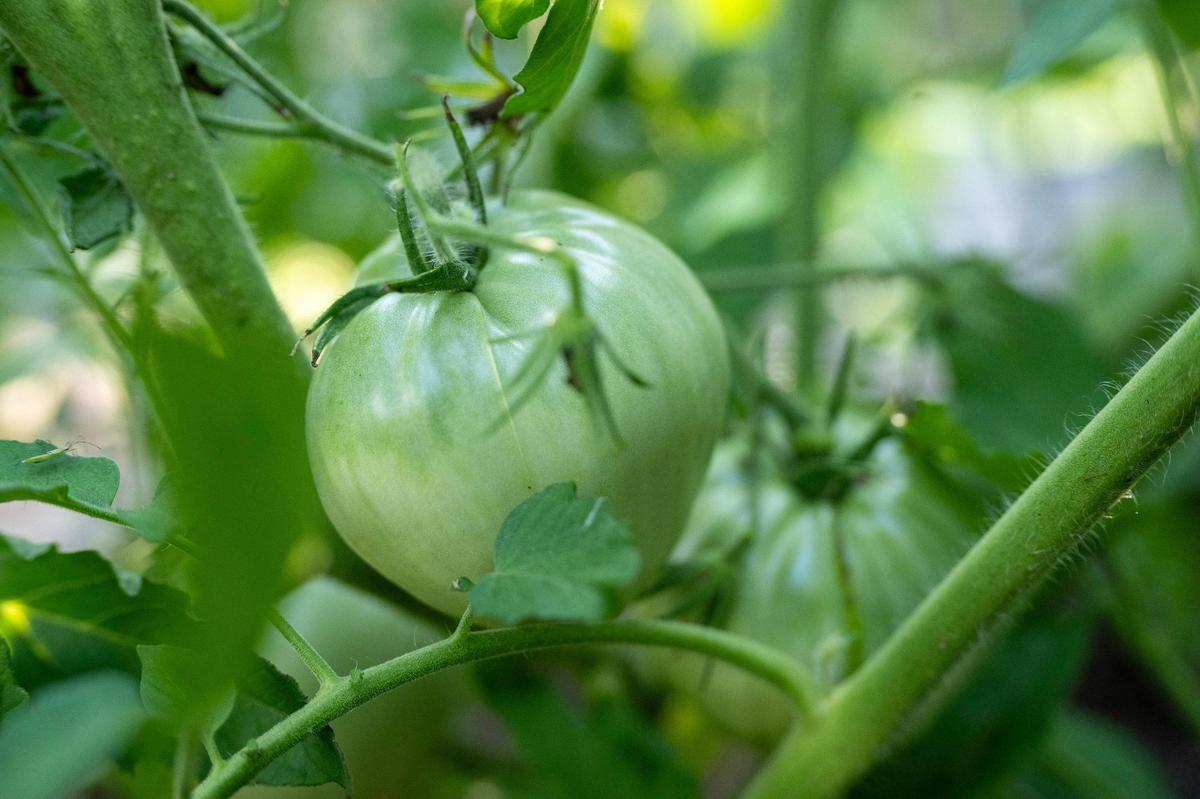 A green tomato hangs on the plant in the garden of James Worley.