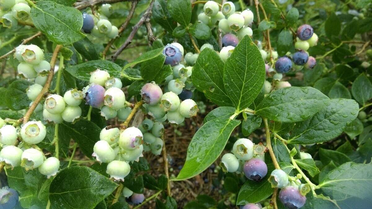 If you want to grow your own blueberries, keep in mind that the soil pH in Kansas City will be your biggest challenge. Amending soil  often involves not only adding sulfur to the ground, but also peat moss, an acidic organic matter.