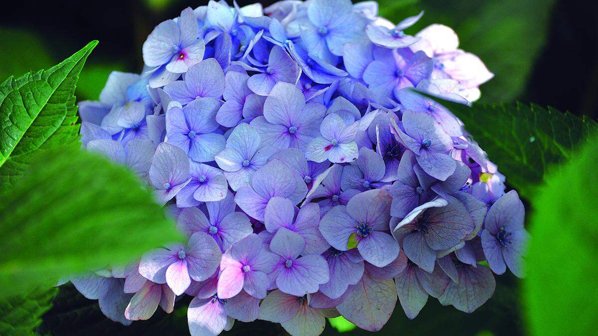 A Mophead Hydrangea bloom