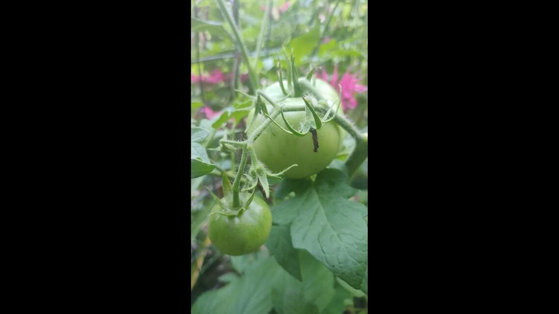 Why no produce in peak veggie season? Examine garden for these clues to find answer