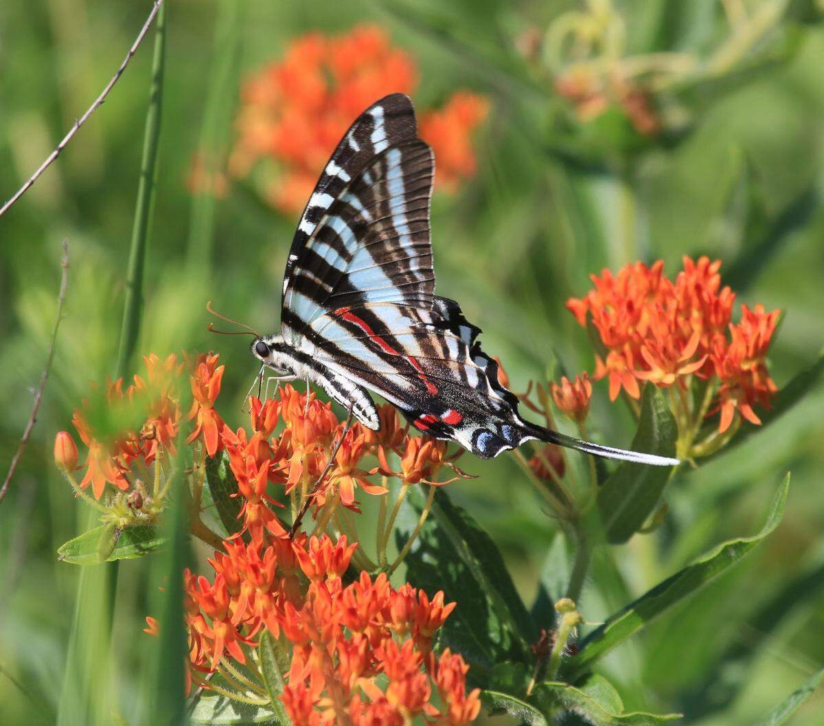 Pawpaw trees are the food source and host plant for zebra swallowtail butterflies.