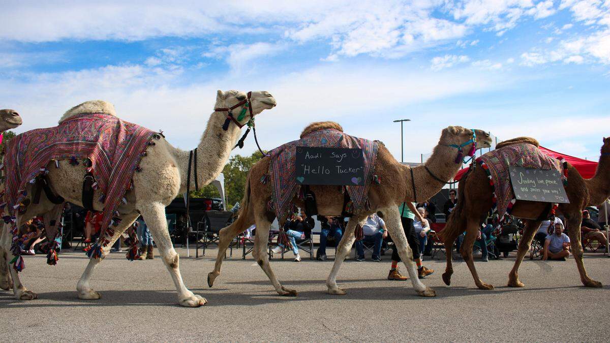 A group of camels walk in a parade for Tucker Langford, a 3-year-old battling terminal illness, on Saturday, Oct. 11, 2025.