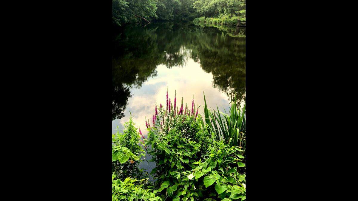 This lovely perennial, purple loosestrife (Lythrum salicaria) grows near the pond’s edge at Charles Hammer’s home. Its Latin name derived from a practice established more than two centuries ago.