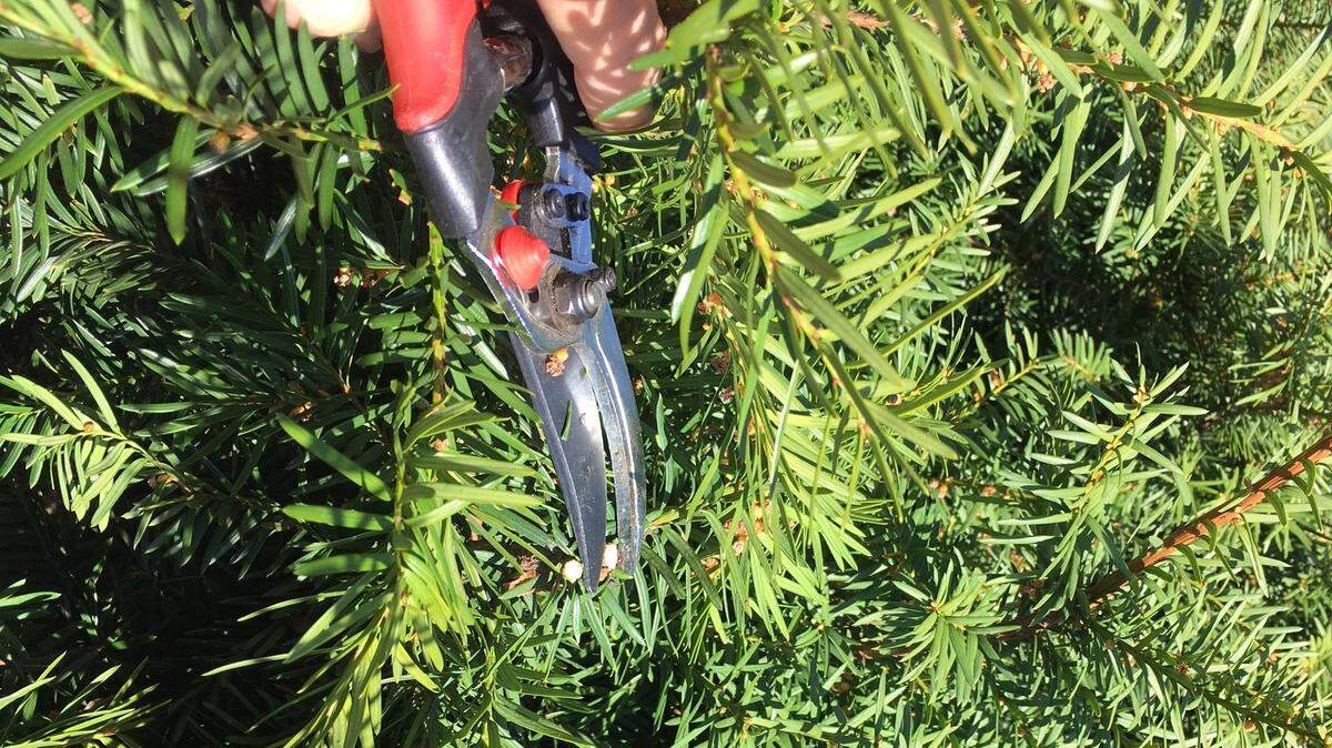 Before pruning this yew, a coniferous shrub, a gardener took stock of the shape the plant was taking, then made a plan.
