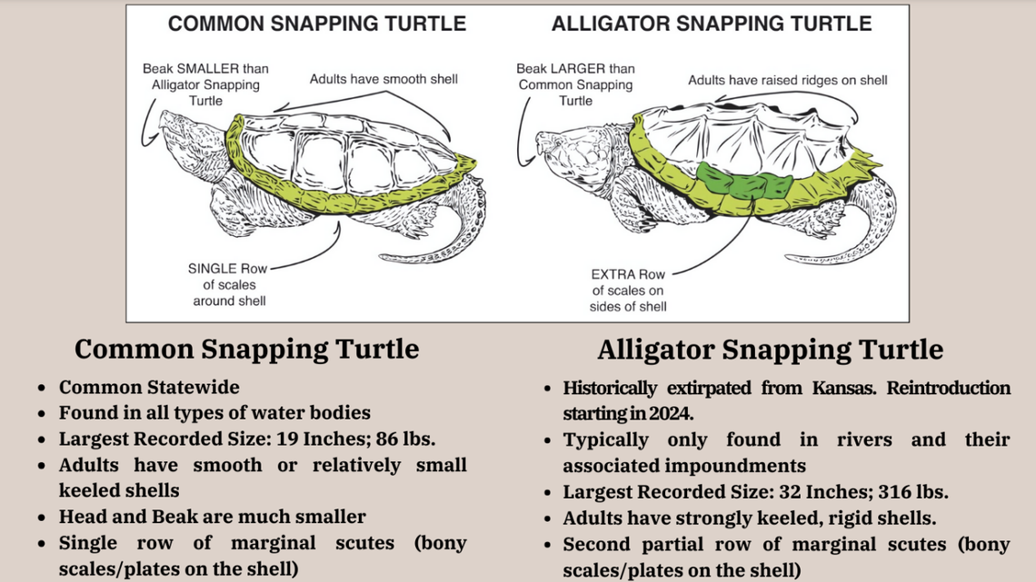 A graphic from the Kansas Department of Wildlife & Parks shows how to distinguish between common snapping turtles and rare alligator snapping turtles.