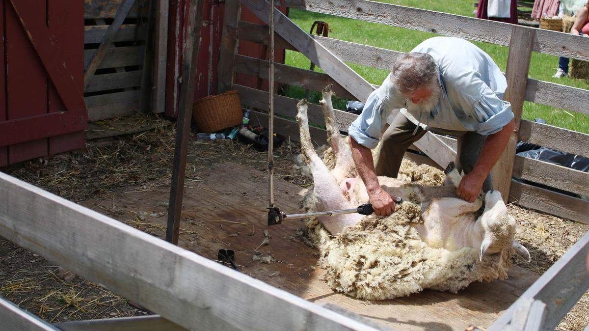 Farmer Danny Smith shears one of the sheep that lives at Missouri Town 1855 in Lee’s Summit.