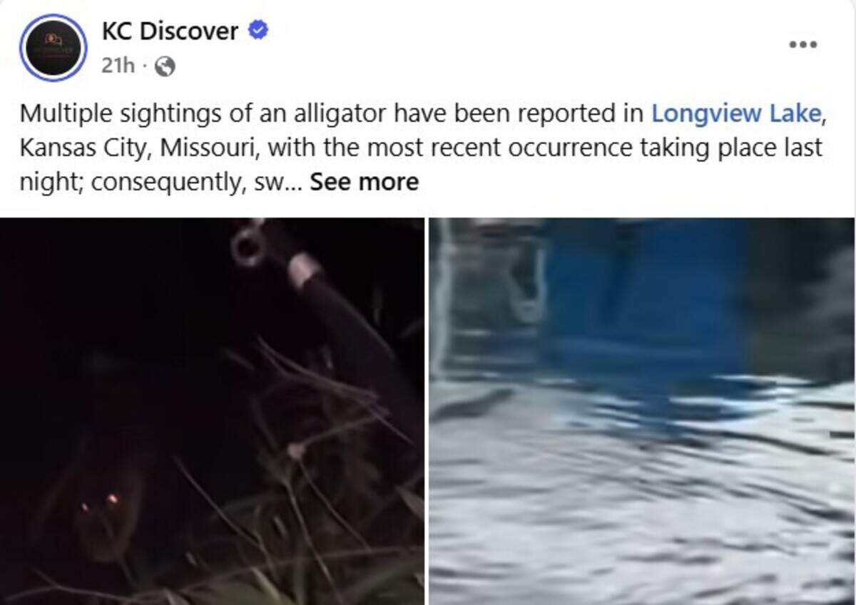 Video posted on the KC Discover Facebook page showed what appeared to be an alligator in Jackson County’s Longview Lake. County officials confirmed the sighting and planned to trap the animal.