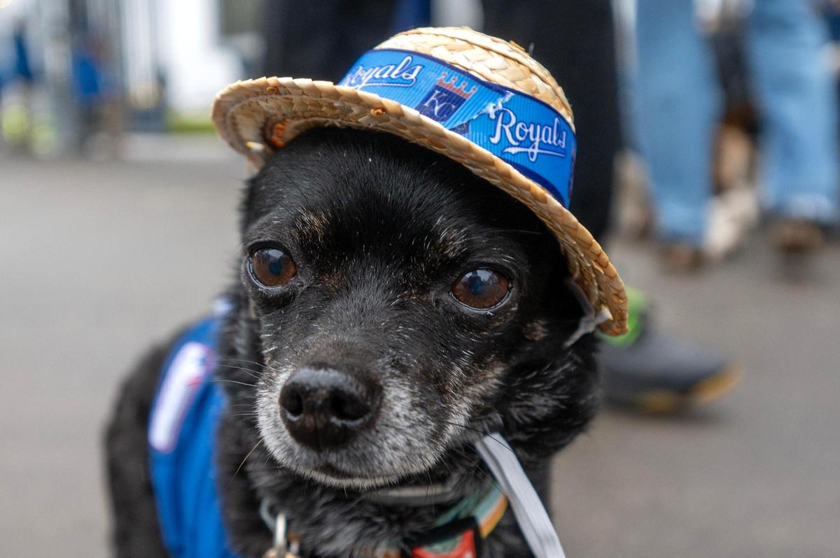 A dog named Nacho wears a straw, Kansas City Royals-themed hat during Bark at the Park at an MLB game between the Kansas City Royals and the Baltimore Orioles on Friday, April 4, 2025, at Kauffman Stadium.