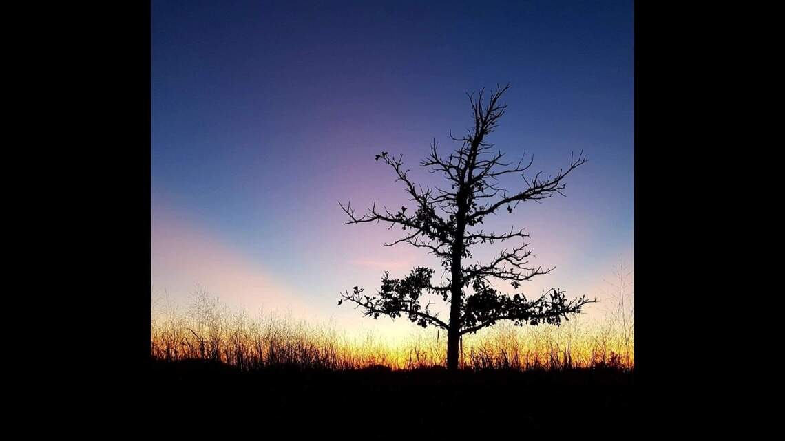 The old oak is gone. When progress triumphs over nature, it’s time for prudent action