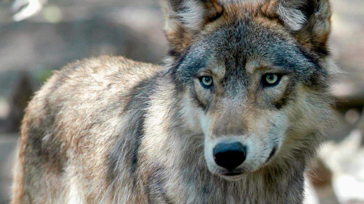 This July 16, 2004, file photo, shows a gray wolf at the Wildlife Science Center in Forest Lake, Minn. Four wolves have been illegally killed in the last two years in the Voyageurs Wolf Project.