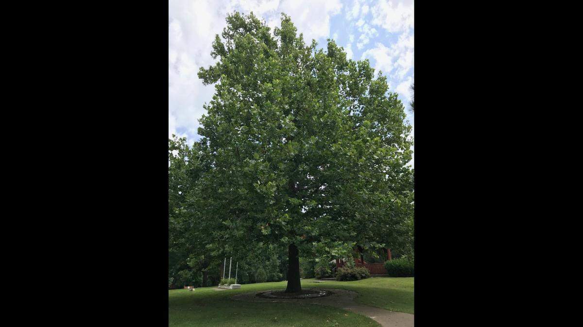 One of the so-called moon tree saplings is now all grown up in Atchison, Kansas.
