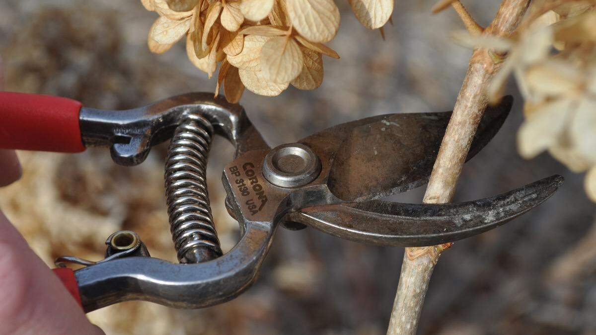 Though there are various types of pruners, the secret to success is keeping them clean and sharp.