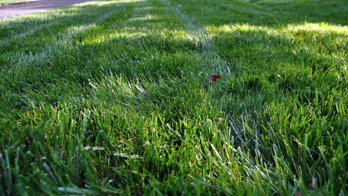 A healthy lawn starts with a few simple steps in late winter and early spring.