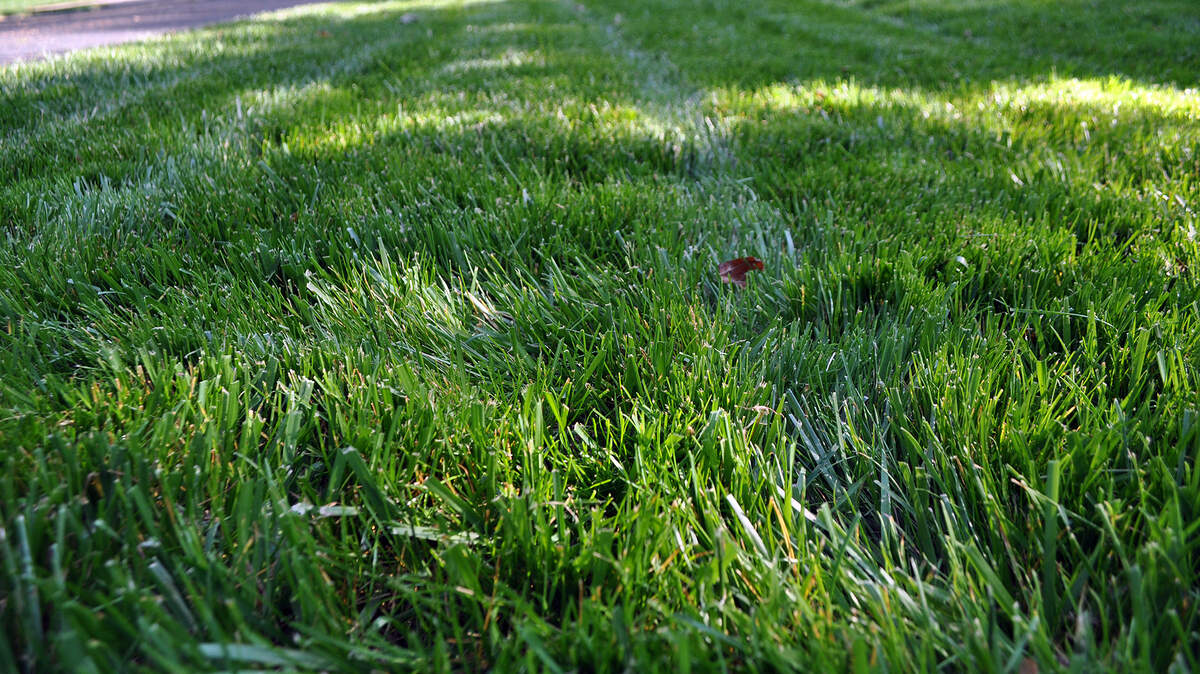 A healthy lawn starts with a few simple steps in late winter and early spring.