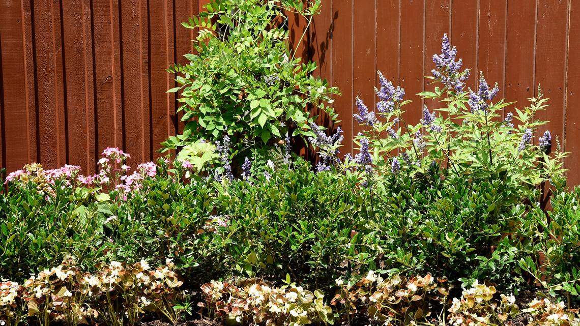 Beautiful plants outside.