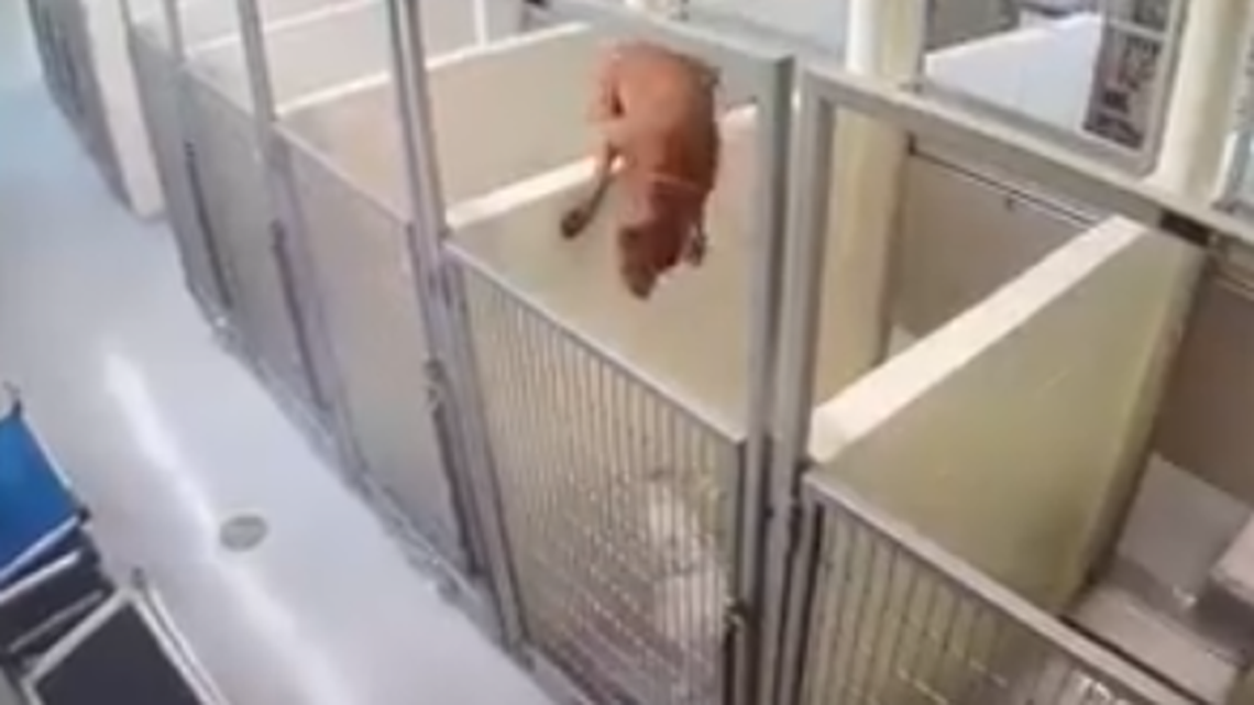 A dog climbed a partition to be with another dog that it came to a Minnesota animal shelter with.