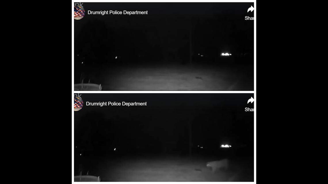 A rarely seen predator was spotted wandering across the backyard of a home in Drumright, Oklahoma, video shows.