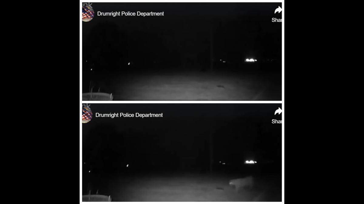 A rarely seen predator was spotted wandering across the backyard of a home in Drumright, Oklahoma, video shows.