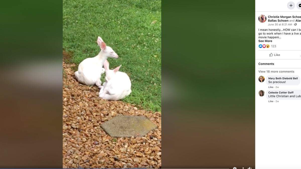 A pair of rare albino fawns have been visiting a Missouri woman’s yard all summer, she said. 