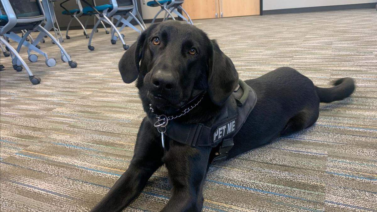 Haven is a therapy dog and a member of the Overland Park Crisis Action Team.