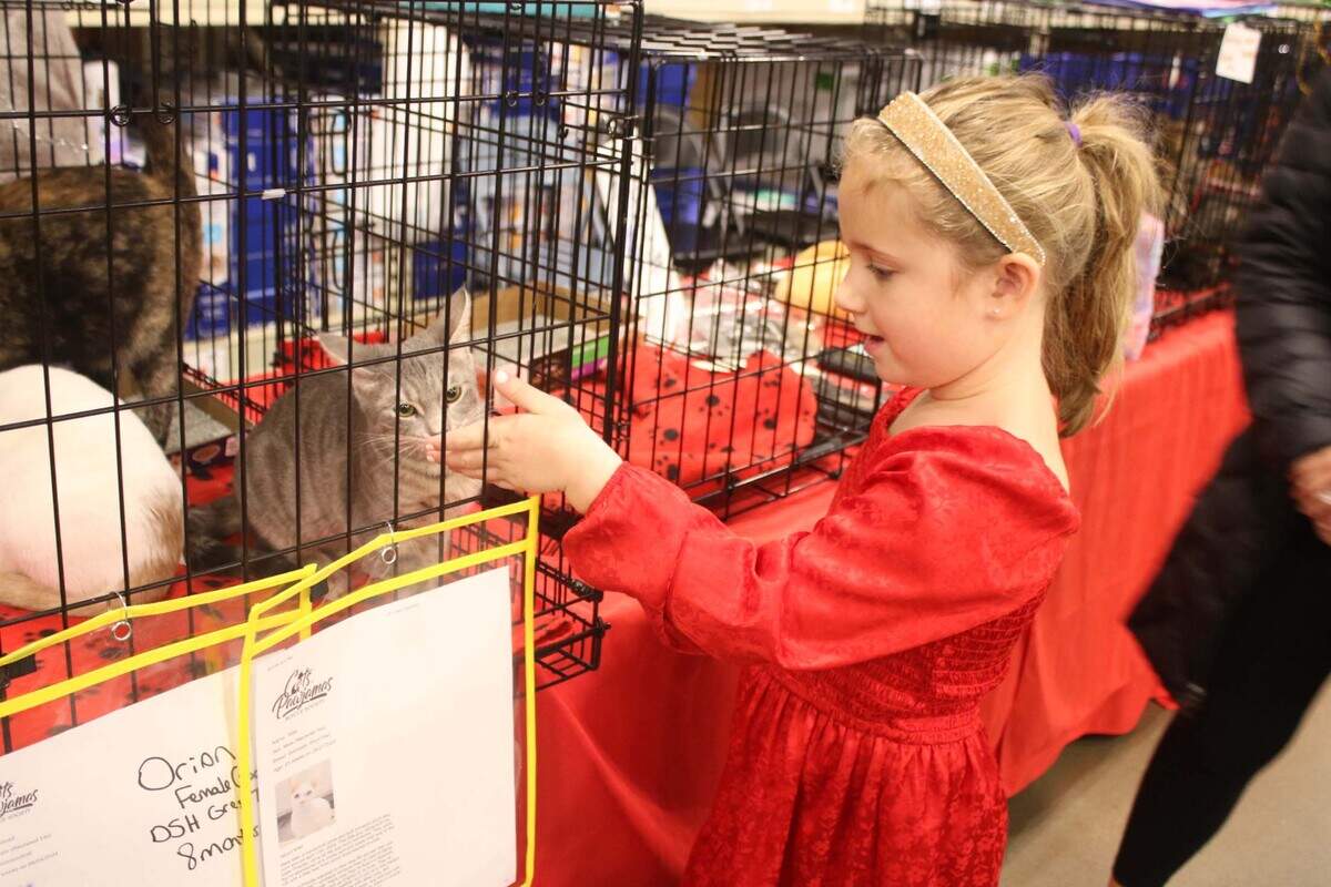 Cat’s Pawjamas cat Orion sniffs Olathe resident Aubrey Hunt, 6, during an event at the PetSmart in Olathe.