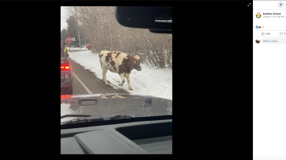 Several brown cows halted after-school pick up at Swallow School in Hartland, Wisconsin, on Thursday, officials say.