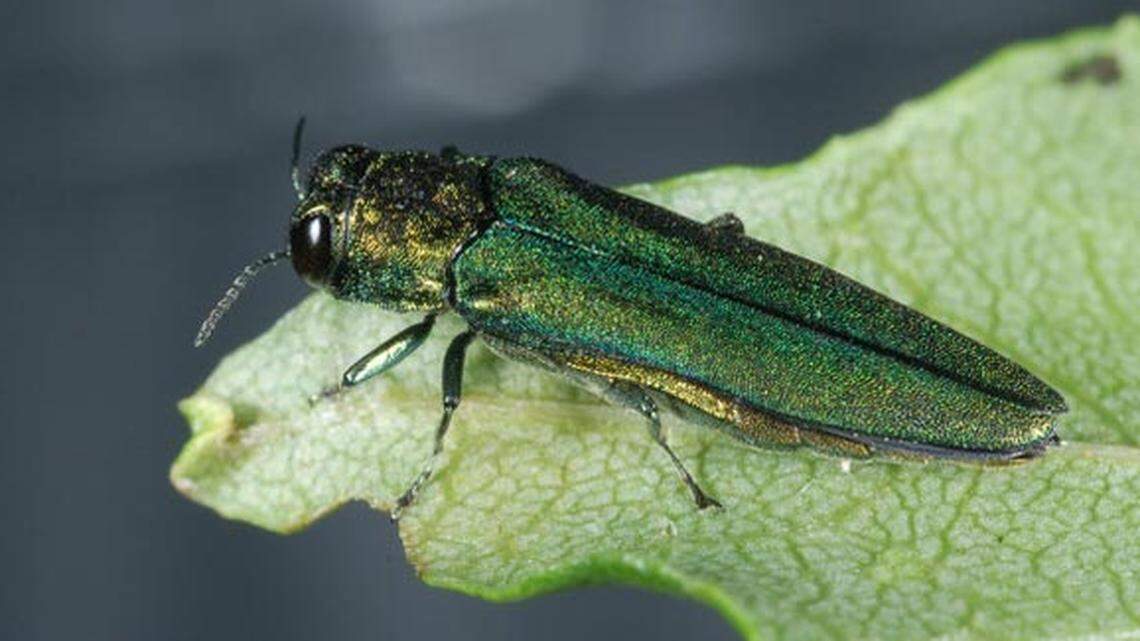 The emerald ash borer, a small green beetle native to Asia, has been damaging ash trees in the Kansas City area for over a decade.