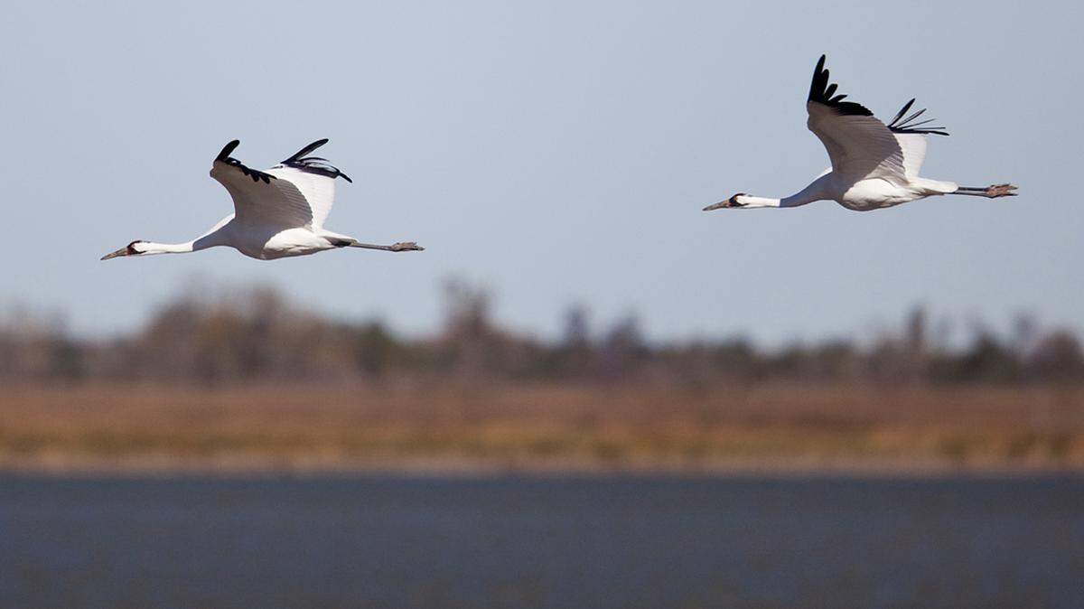 The rare, majestic birds can confuse solar panels for bodies of water, and that’s a serious danger.