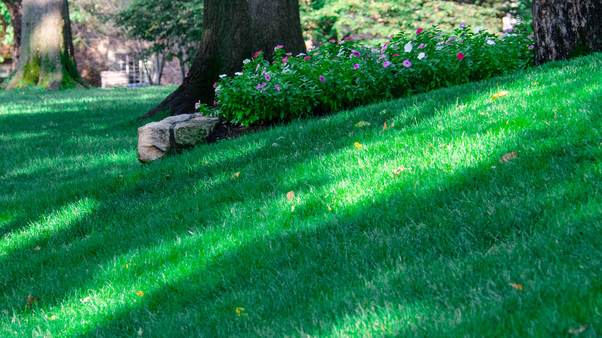 Grass lawns have many advantages, including cooling off the area and reducing noise.