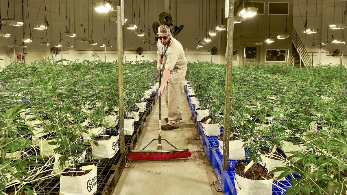 Cultivation technician Jacob Ash sweeps up around young marijuana plants in what is called the vegetative state at Greenlight Dispensary’s facility in Kansas City.