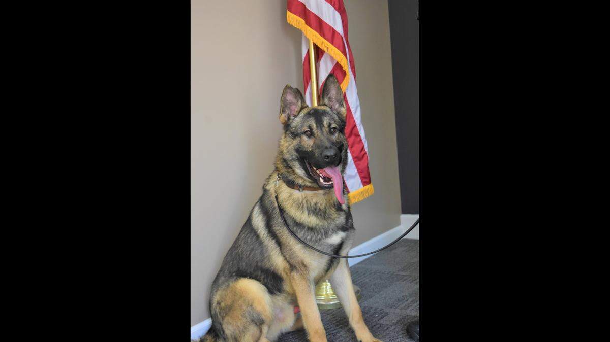 A photo of K-9 Officer Horus when he joined the force in 2021.
