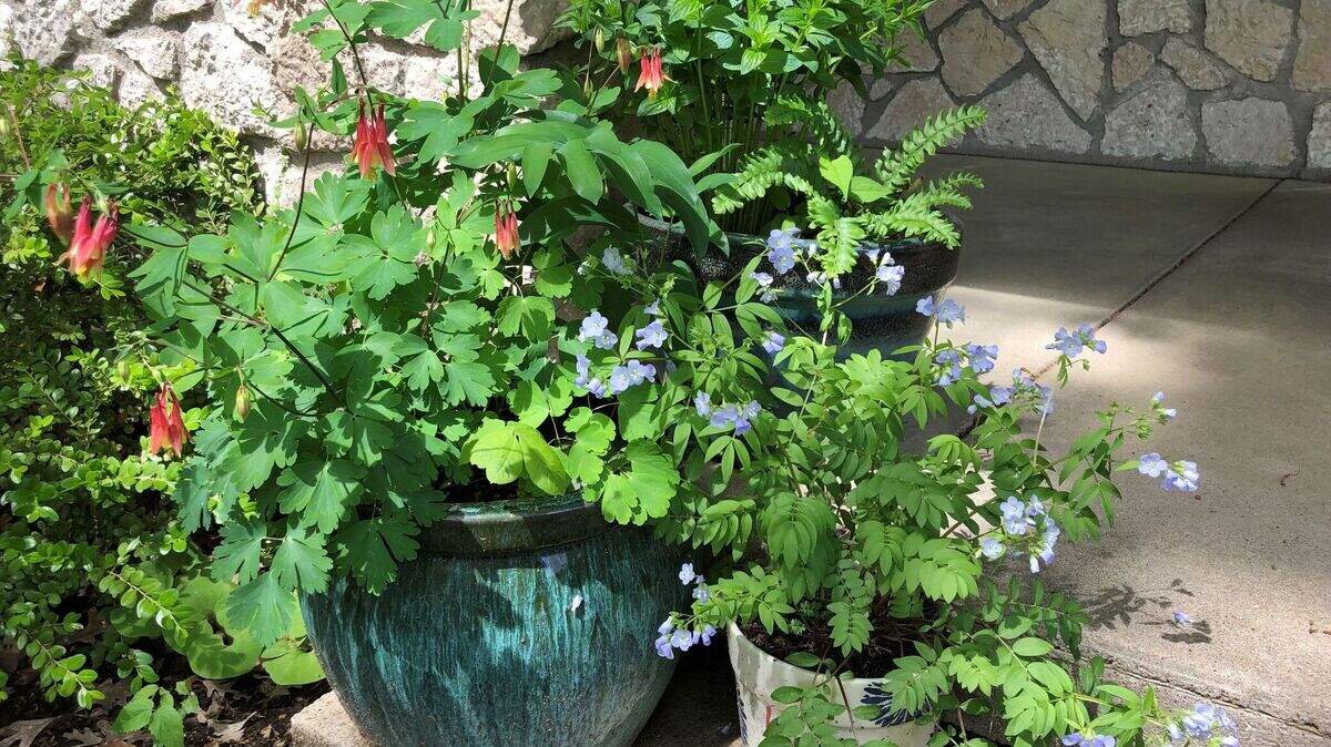 Three containers grow native plants, including columbine (left). Many plants native to the Kansas City area can thrive in container gardens on balconies, porches and roofs.
