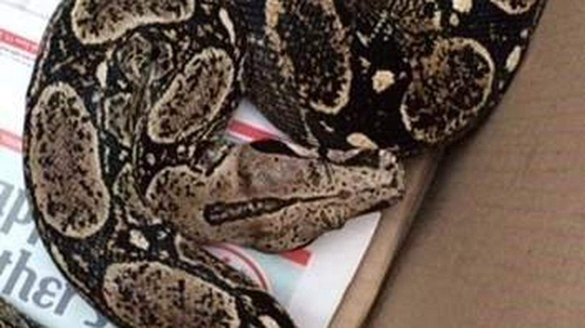 A boa constrictor escaped its home in an apartment in Pulaski, New York, and fell through the floor into the room below. The 6-foot red-tailed snake fell on a man sleeping in his bed.