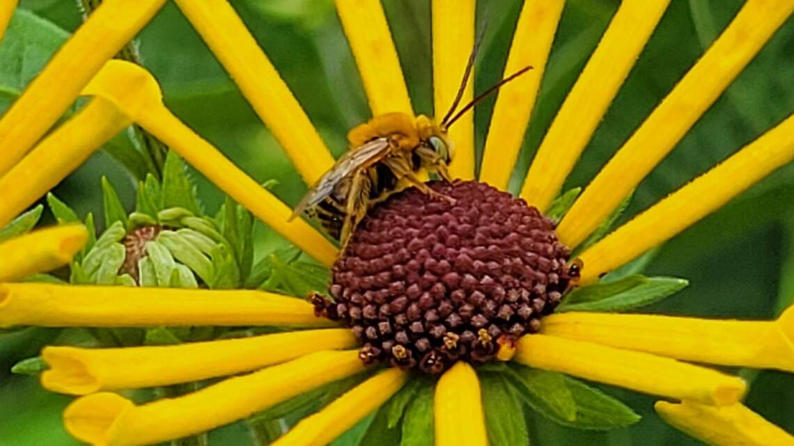 Want to support native bees? Follow these pollinator-protecting tips in your garden