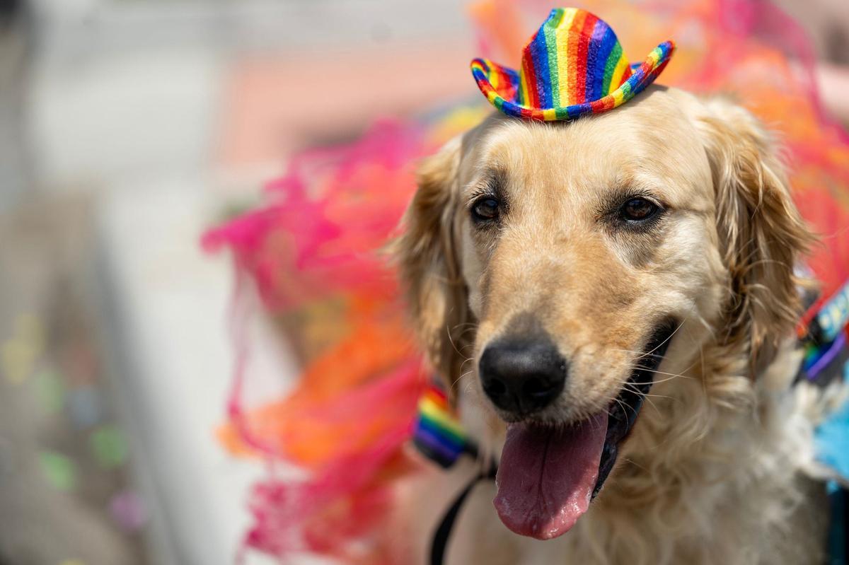 Graham, a service dog, showed his pride during the KC Pride Parade on Saturday, June 8, 2024, in Kansas City.