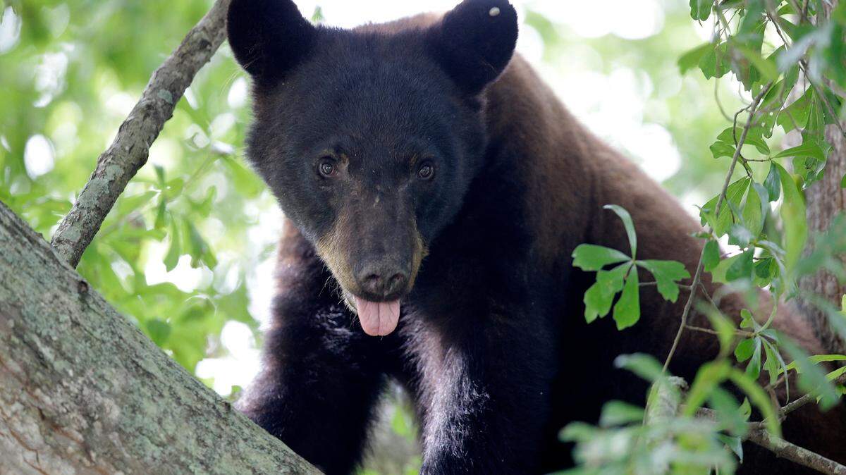 File photo of a black bear. Conservation officials in Michigan say a homeowner confused a trash bag for a bear in her front yard.