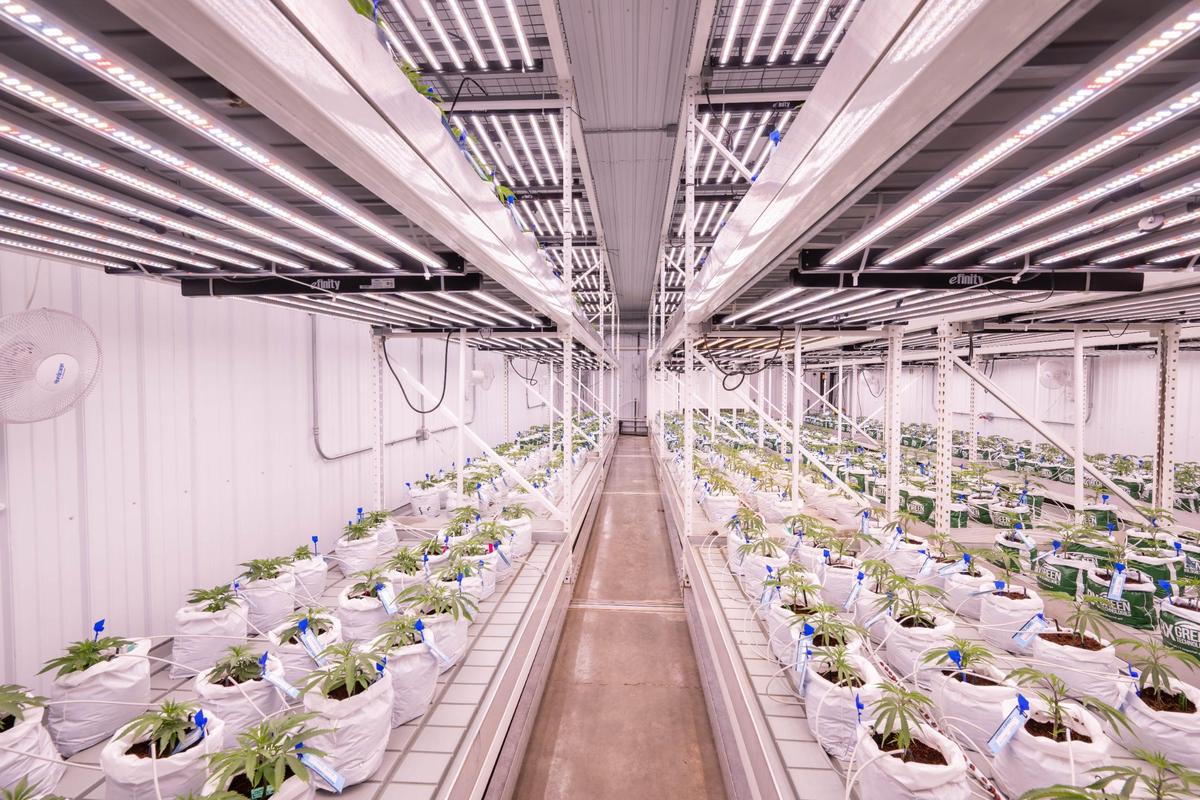 Plants grow in the vegetation room at the farm and production facility of Illicit Farms. Marijuana plants in the “veg cycle” live in this room that provides light for 16 hours a day until the plants grow to a suitable size.