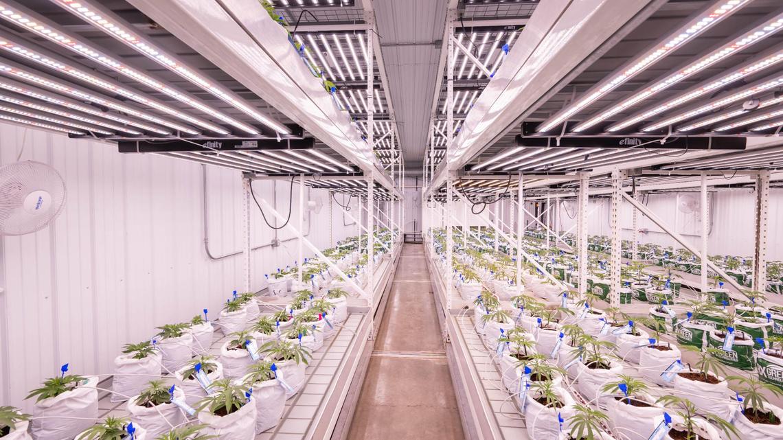 See how marijuana goes from seedling to dispensary shelves in the Kansas City area