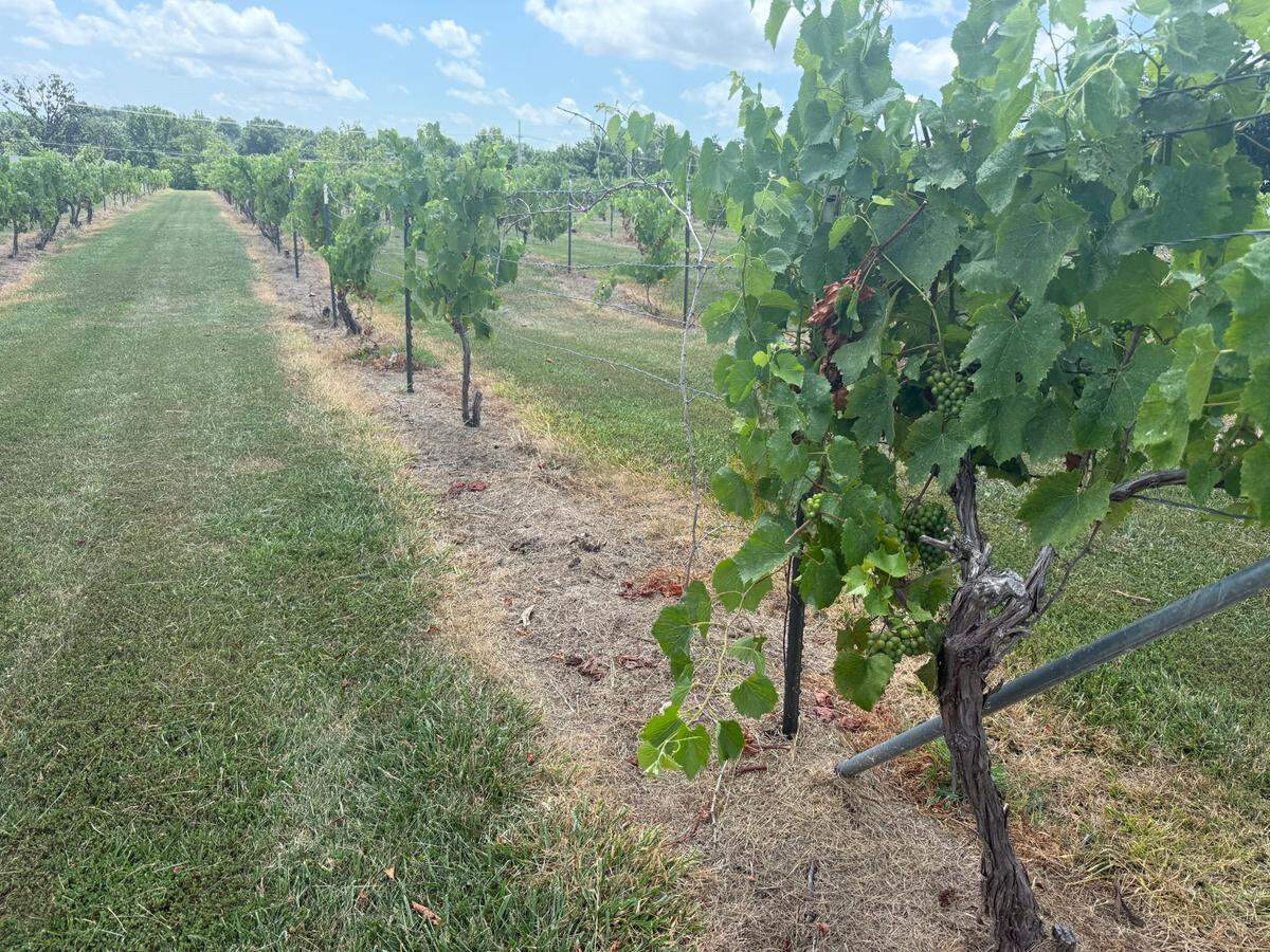 Hometown Olathe Family Farm has been in the HOFF family since 1864.