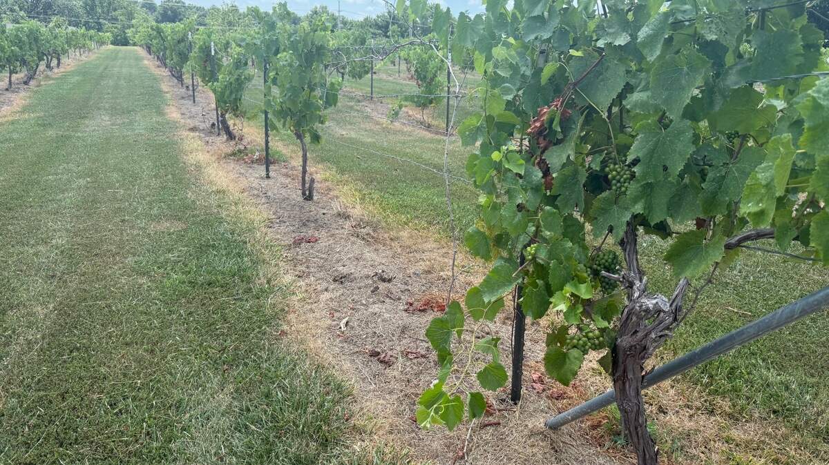 Johnson County winery, family farm closed for now, could reopen at later date